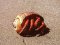 Στρουμπάρι&nbsp; -&nbsp; Hermit Crab