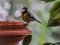 Καλόγερος  -  Great Tit