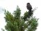 Κότσυφας (αρσενικός) - Blackbird (male)