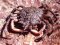 Μαλλιοκάβουρας  -  Spiny Spider Crab