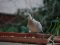 Δεκοχτούρα  -  Collared Dove