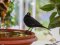 Κότσυφας (αρσενικός) - Blackbird (male)
