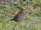 Τσίχλα - Song Thrush