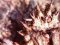 Μαλλιοκάβουρας  -  Spiny Spider Crab