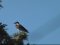Κουρούνα - Hooded Crow