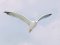 (Κιτρινοπόδης) Γλάρος  -  Yellow-legged Gull