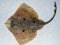 Ματόβατος  -  Brown_Four-eyed-Ray 