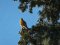 Πετροκιρκινέζι (αρσεν.) -  Kestrel (male)