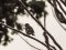 Σπίνος - Chaffinch