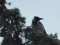 Κουρούνα - Hooded Crow