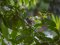 Μαυροσκούφης (αρσενικός) - Blackcap (male)