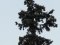 Κουρούνα - Hooded Crow