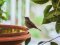 Μαυροσκούφης (θηλυκός) - Blackcap (female)