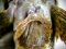 Gobius cobitis [Giant Goby]