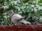 Δεκοχτούρα  -  Collared Dove