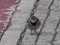 Σεισούρα (θηλ.) - White Wagtail (fem.)