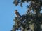 Πετροκιρκινέζι (αρσεν.) -  Kestrel (male)