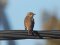 Μυγοχάφτης - Spotted Flycatcher