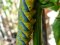 Acherontia atropos  [Death's Head Hawk Moth cat.] 