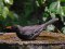 Κότσυφας (αρσενικός) - Blackbird (male)
