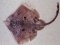 Ματόβατος  -  Brown_Four-eyed-Ray 