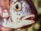 Λυθρίνι - Common Sea-Bream