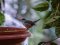 Μαυροσκούφης (αρσενικός) - Blackcap (male)