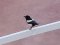 Καρακάξα με ένα πόδι  -   One-legged Magpie
