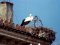 Πελαργός - White Stork