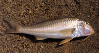 Barbouni 200x108 65gr-7867