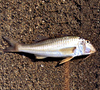 Barbouni 200x180 65gr-7867