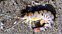 Garida 200x108 86-2