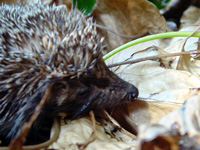 Hedgehog 200x150 DSC00023