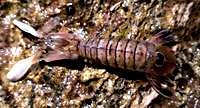 Katsarida-(garidomana) 200x108 7838
