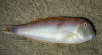 Katsoula 200x108 8122-1b