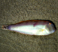 Katsoula 200x180 8122-1