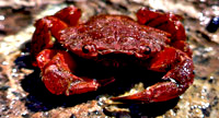 Kavouri 200x108 7837-red