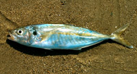 Kokkali 200x108 350gr-7695-1