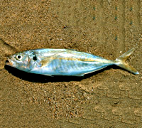 Kokkali 200x180 350gr-7695-1