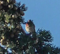 Linnet-like 200x180web