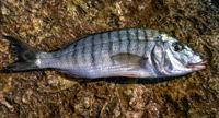 Mourmoura 200x108 260gr-7826