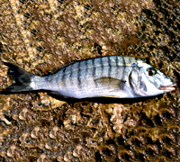 Mourmoura 200x180 260gr-7826