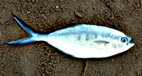 Pompano 200x108 300gr-7549-2Extreme600300