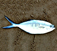 Pompano 200x180 7549-2Extreme600300