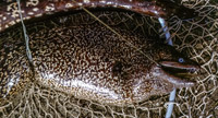 Smerna 200x108 3000gr-120cm-85-manaParagadiou
