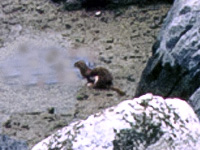 Weasel Mustela nivalis 200x150 7631cropped