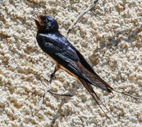 barnswallow 200x180