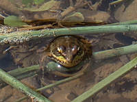frog 200x150