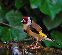 karderina 200x180 2012-05-01-18-31-24 2