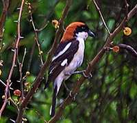 kefalas 200x180 2009-04-20-11-42-28